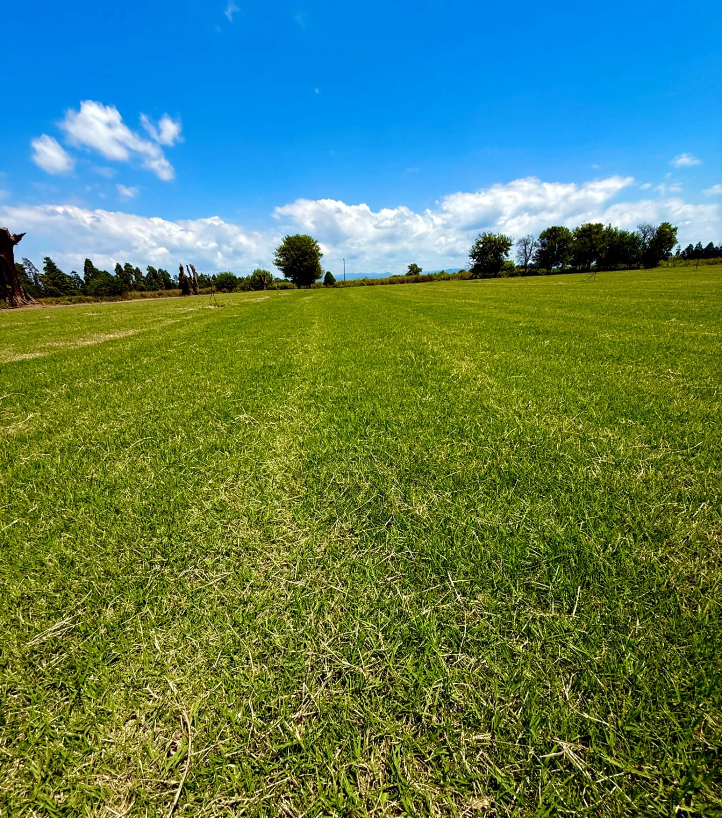 Campo de producción de Vivero Online, con césped a pleno sol y árboles al fondo
