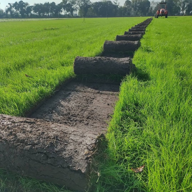 Rollos de césped recién cortados en el campo de producción